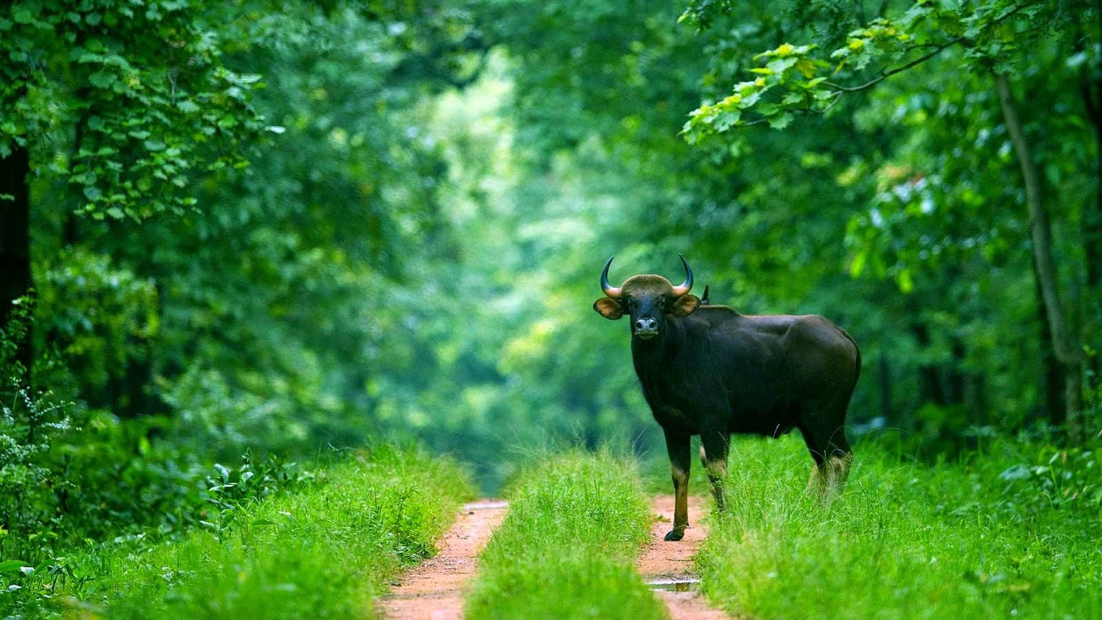 Nawapara